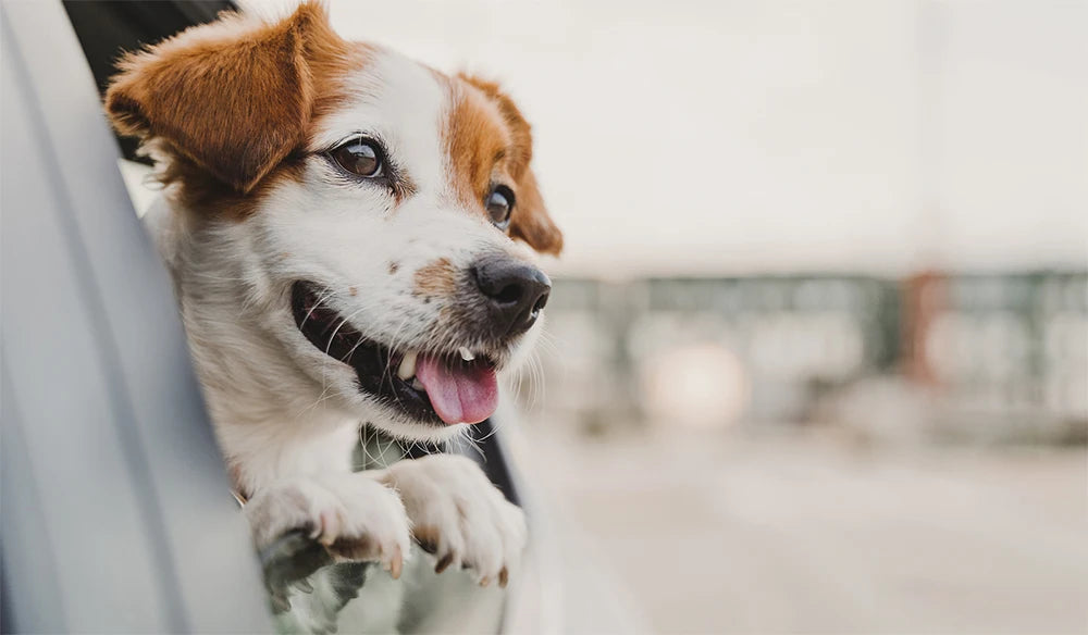 Dog Car Seat Cover – Waterproof Hammock Style Rear Seat Protector for Pets